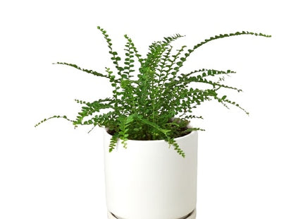 Fern 'Lemon Button'