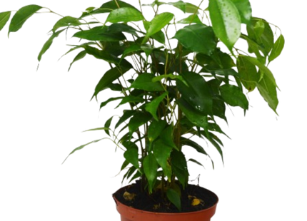 Ficus 'Benjamina' - 6" Pot