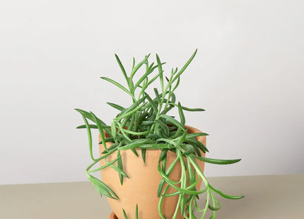 Senecio Succulent 'Fish Hooks'