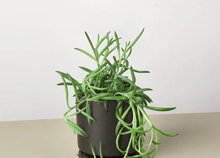 Senecio Succulent 'Fish Hooks'