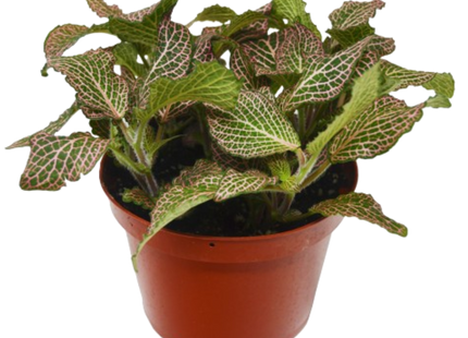 Fittonia 'Pink'