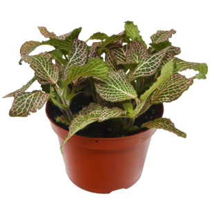 Fittonia 'Pink'