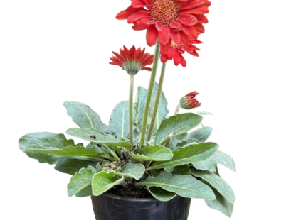 Gerbera Sweet Love Red