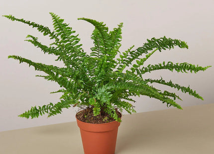 Jester's Crown Fern