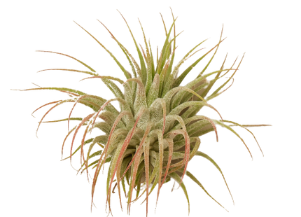 Tillandsia Air Plant Ionantha Guatemala