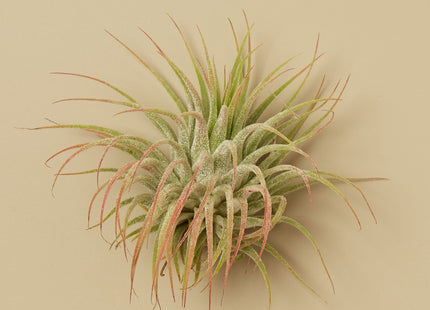 Tillandsia Air Plant Ionantha w/ Fertilizer