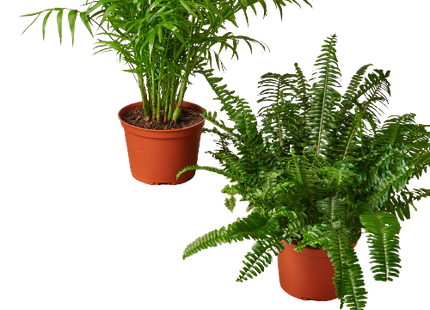 2 - 6" Pet-Friendly Plants Premium Subscription box