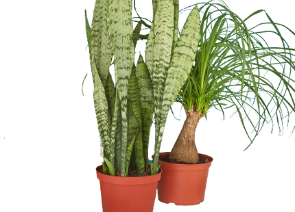 2 - 6" Indoor Plants Premium Subscription box