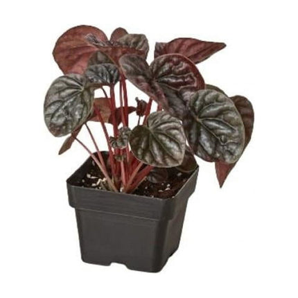 Peperomia 'Ripple Red' | Live Plant for Indoor & Outdoor | House Plant Decor
