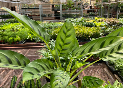 Calathea Leopardina