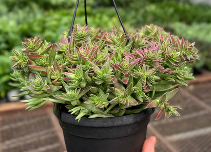 Succulent Crassula Capitella Red
