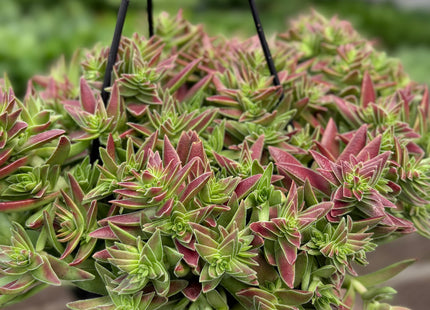 Succulent Crassula Capitella Red