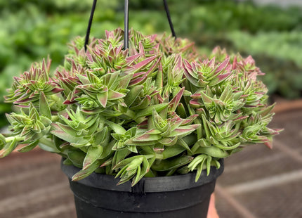 Succulent Crassula Capitella Red