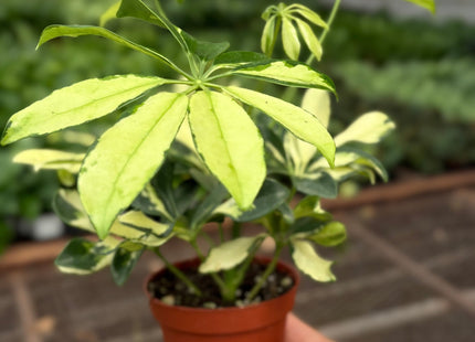 Schefflera Trinette
