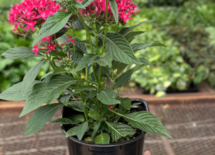 Pentas Red