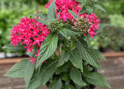 Pentas Red