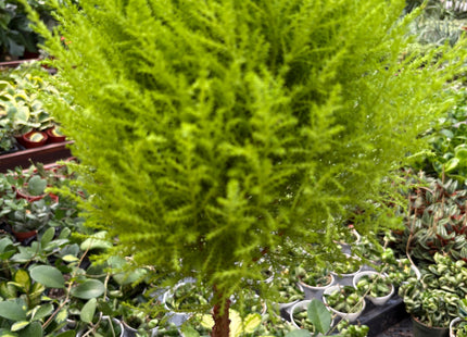 Cypress Lemon Topiary