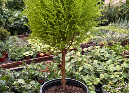 Cypress Lemon Topiary