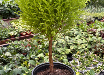 Cypress Lemon Topiary