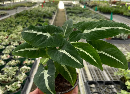 Syngonium wendlandii 'Black Velvet'