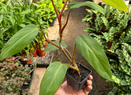 Philodendron Red Emerald