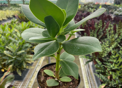 Clusia 'Princess' (Autograph Plant)