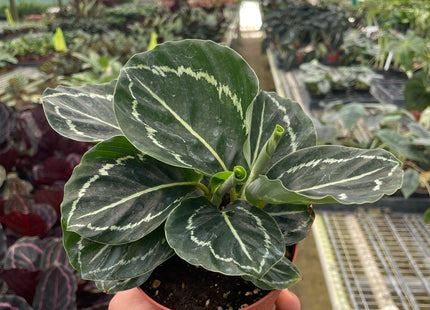 Calathea 'Green Goddess'