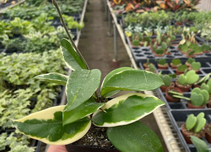 Hoya Carnosa 'Tricolor'