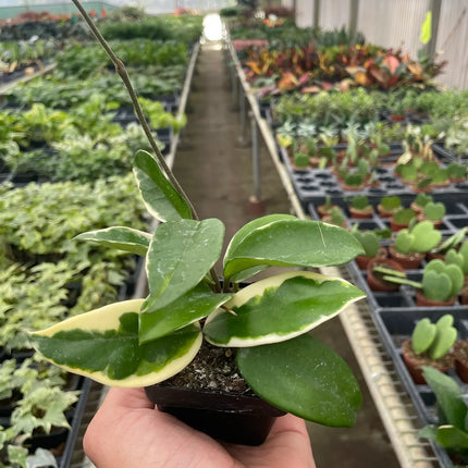 Hoya Carnosa 'Tricolor'