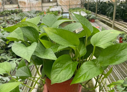 Pothos 'Green Queen'