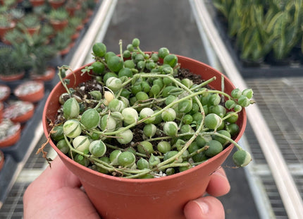 Succulent 'String of Pearls' Variegated
