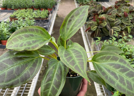 Monolena 'Primuliflora'
