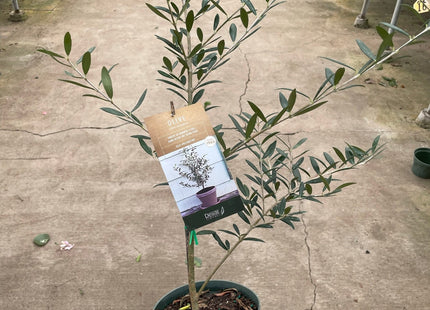Common Olive Tree (Olea europaea)