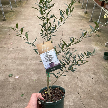 Common Olive Tree (Olea europaea)