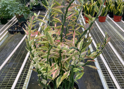 Variegated Devil's Backbone Euphorbia