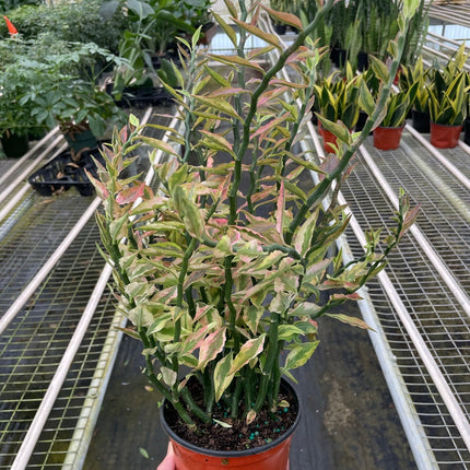 Variegated Devil's Backbone Euphorbia