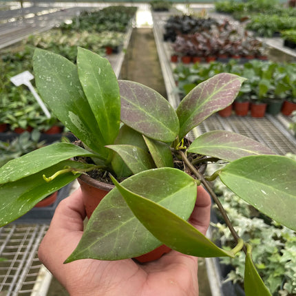 Hoya 'Sunrise' | Live Plant for Indoor & Outdoor | House Plant Decor