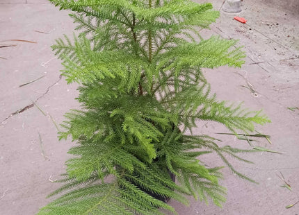 Norfolk 'Island Pine'