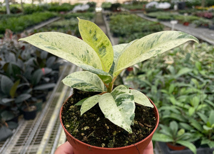 Ficus 'shivereana' (Moonshine)