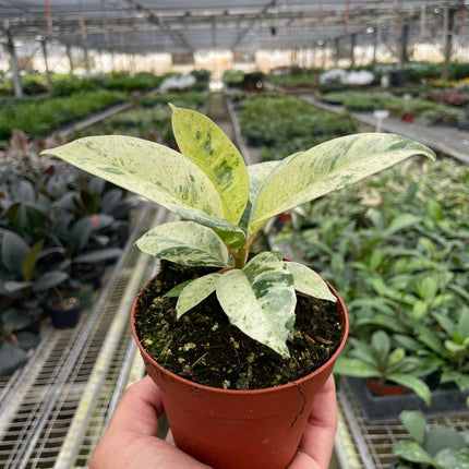 Ficus 'shivereana' (Moonshine)