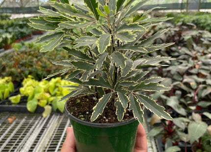 Aralia 'Bianca'