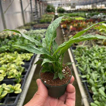 Variegated Spathiphyllum 'Domino'