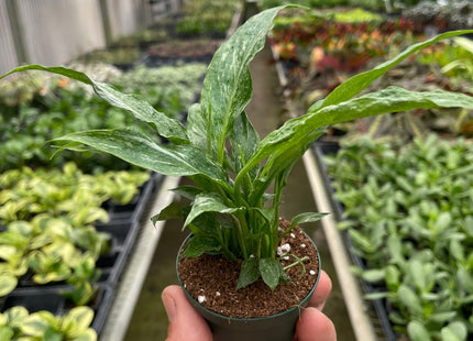 Variegated Spathiphyllum 'Domino'