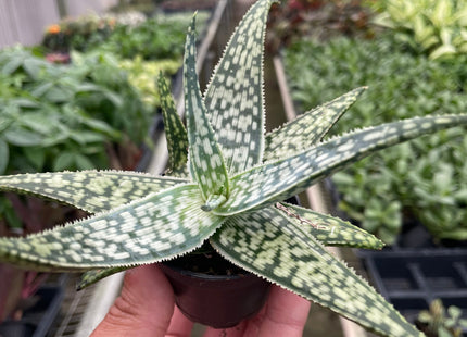 Aloe 'White Fox'