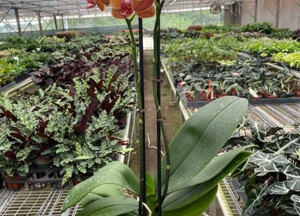 Orchid 'Orange Phalaenopsis'