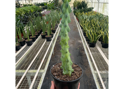 Boobie Cactus