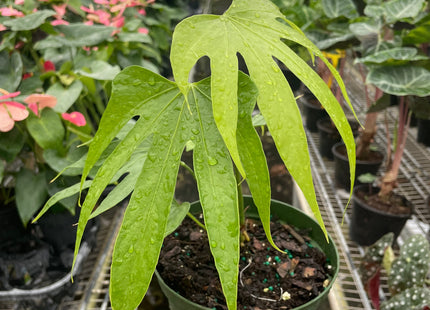 Anthurium Fingers