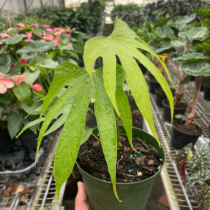 Anthurium Fingers
