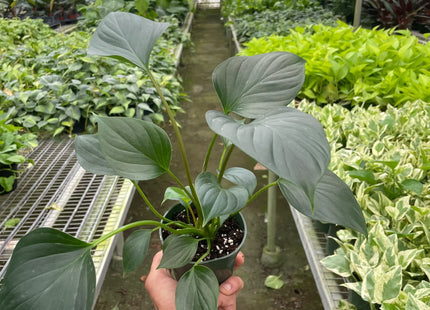 Homalomena 'Emerald Gem'