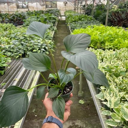 Homalomena 'Emerald Gem'